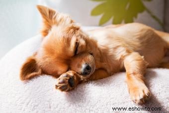 4 posiciones para dormir del perro y lo que pueden decirle