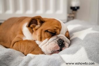4 posiciones para dormir del perro y lo que pueden decirle