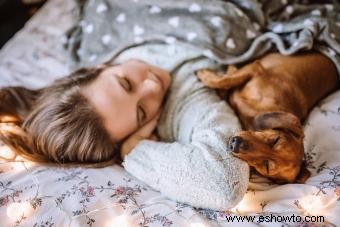 4 posiciones para dormir del perro y lo que pueden decirle