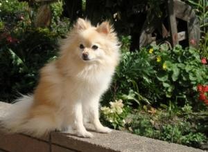 6 consejos seguros y naturales para controlar plagas en hogares con mascotas