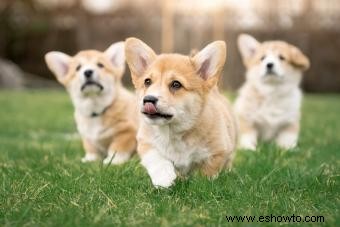 77 nombres lindos de Corgi llenos de personalidad