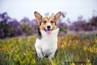 77 nombres lindos de Corgi llenos de personalidad