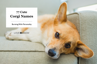 77 nombres lindos de Corgi llenos de personalidad