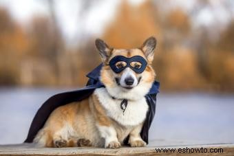 77 nombres lindos de Corgi llenos de personalidad