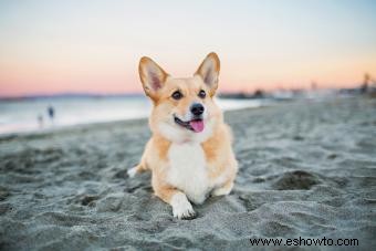 77 nombres lindos de Corgi llenos de personalidad