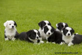 Asociación Canina Estadounidense