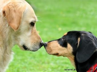 Consejos sobre la mejor manera de presentar perros