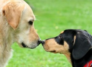 Consejos sobre la mejor manera de presentar perros