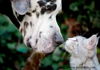 ¿Pueden los gatos y los perros ser amigos? Consejos para nutrir esta relación