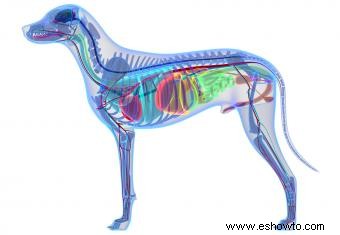 Ilustraciones de anatomía canina