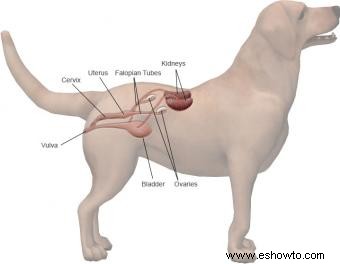 Ilustraciones de anatomía canina