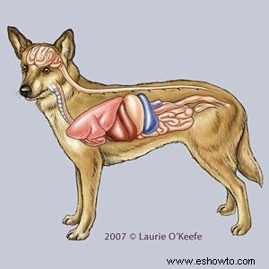 Ilustraciones de anatomía canina