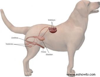 Ilustraciones de anatomía canina