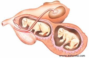 Ilustraciones de anatomía canina