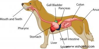 Ilustraciones de anatomía canina