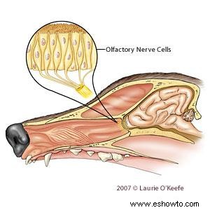 Ilustraciones de anatomía canina