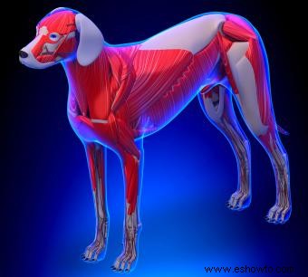 Ilustraciones de anatomía canina