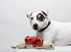 Regalos Navideños Perfectos para Perros y Amantes de los Perros: Ideas Seguras y Originales