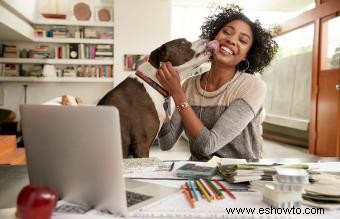 Aspectos básicos del cuidado diario del perro para mantener a su cachorro feliz y saludable