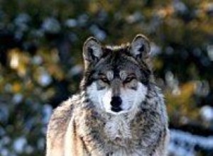 La Historia del Perro: De Ancestros Lobos a Razas Modernas