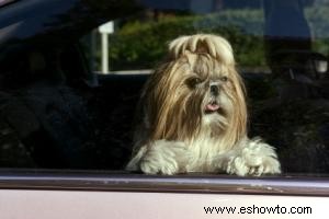 Peligros del verano para perros