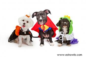 Consejos expertos de seguridad para perros en Halloween