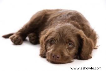 Encontrar criadores responsables de labradoodle miniatura