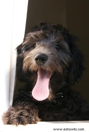 Encontrar criadores responsables de labradoodle miniatura