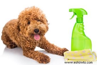 Solución casera para deshacerse de los olores de perros domésticos