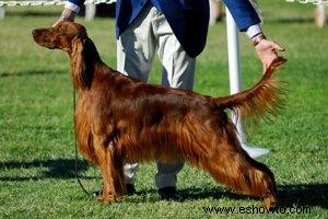 Cómo mostrar perros en el ring