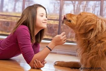 Cómo tomar una gran foto con tu perro