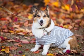 Involucre a su perro en el anuncio de su bebé