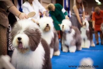 Lista de fuentes y suministros para exposiciones caninas