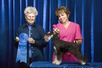 Lista de fuentes y suministros para exposiciones caninas