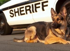 Datos fascinantes sobre perros policía K-9: historia, razas y hazañas heroicas