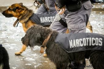 Datos sobre perros policía que te sorprenderán