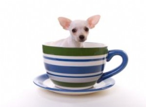 El Perro Más Pequeño del Mundo: Récords Guinness y Razas Miniatura