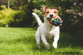 Consejos para traer un nuevo perro a casa