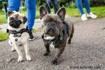 Consejos para traer un nuevo perro a casa