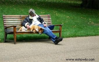 Qué esperar en los parques para pasear perros