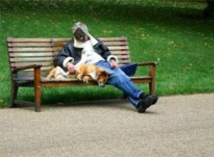 Guía esencial: Qué esperar en parques para perros y consejos para una visita segura