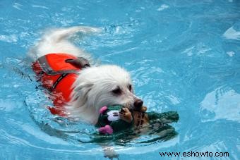 ¿Dónde puedo llevar a mi perro a nadar?