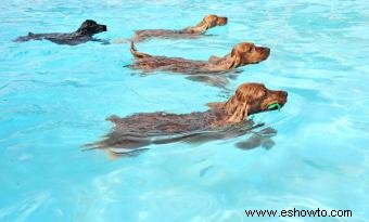 ¿Dónde puedo llevar a mi perro a nadar?