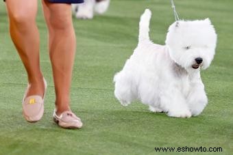 ¿Quiénes son los adiestradores de perros? Respuestas a sus preguntas