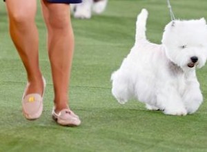 Handlers Profesionales de Perros en Exposiciones Caninas: ¿Quiénes Son y Cómo Elegir o Convertirse en Uno?