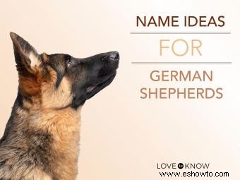 Ideas de nombres de pastor alemán para su compañero fuerte y leal