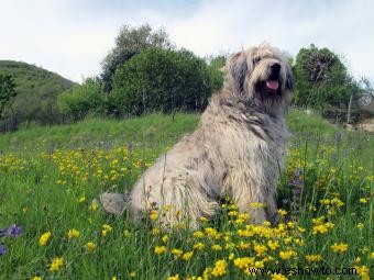 Lista de 30 razas de perros de pastoreo (con características clave)