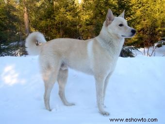 Lista de 30 razas de perros de pastoreo (con características clave)