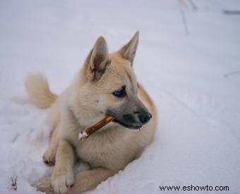 Lista de 30 razas de perros de pastoreo (con características clave)