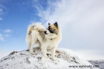 Lista de 30 razas de perros de pastoreo (con características clave)